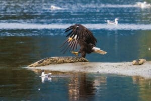 Bald Eagle Dancing for Food in Alaska