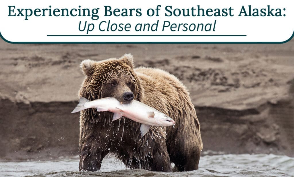 AlaskaBear AlaskaBear